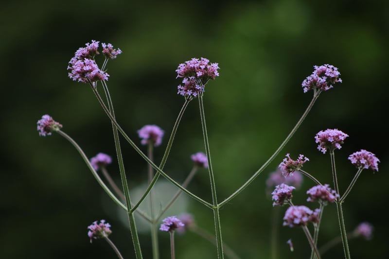 Dragon-friendly blooms