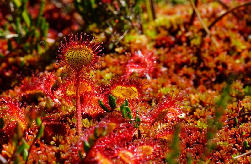 Magical herbs