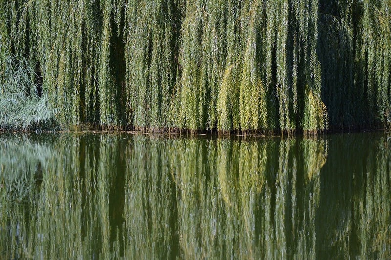 Rainbow Willow