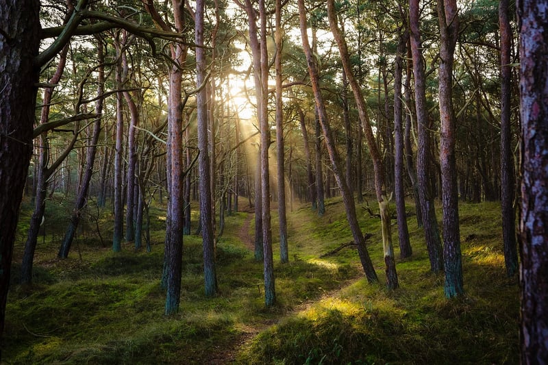 Fantasy forest